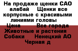 На продаже щенки САО (алабай ). Щенки все корпусные с красивыми линиями головы . › Цена ­ 30 - Все города Животные и растения » Собаки   . Ненецкий АО,Черная д.